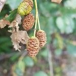 Alnus alnobetula Owoc