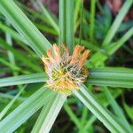 Cyperus aromaticus