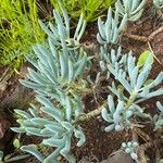 Dudleya densiflora Φύλλο