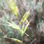 Helictochloa bromoides Fula