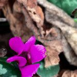 Cyclamen repandum 花