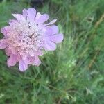 Lomelosia graminifolia Flor