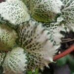 Fittonia albivenis Blad