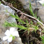 Arenaria grandiflora Yaprak