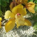 Cymbidium lowianum Květ