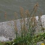 Rumex thyrsiflorus Habit