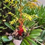 Guzmania plumieri Blad