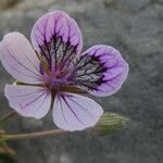 Erodium glandulosum Çiçek