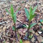 Asclepias incarnataFulla