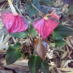 Anthurium andraeanum عادت