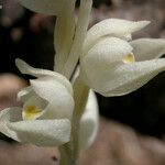 Cephalanthera austiniae Flower