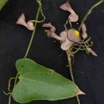 Aristolochia triangularis ᱵᱟᱦᱟ