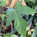 Brachychiton acerifolius Blad