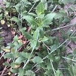 Lavandula rotundifolia Hoja