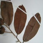 Esenbeckia cowanii
