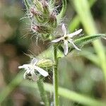 Silene gallica Blüte