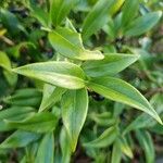 Sarcococca orientalis Leaf