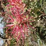 Grevillea banksii फूल