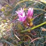 Gentianella germanica Λουλούδι