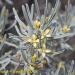 Cneorum pulverulentum Flower