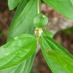 Alternanthera ficoidea Flors