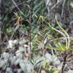 Dendrobium verruciferum 形態