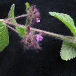 Clinopodium umbrosum Habitatea