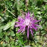 Centaurea jaceaFlor