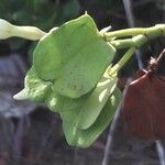 Cerberiopsis obtusifolia Fruto