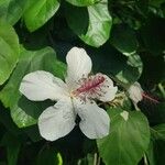 Hibiscus waimeae Fleur