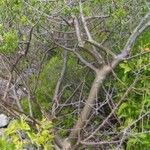 Bursera simaruba പുറംതൊലി
