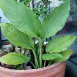 Curcuma longa 整株植物