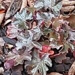 Heuchera micrantha पत्ता