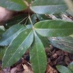 Simaba guianensis 葉