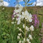 Epilobium angustifoliumЦвят