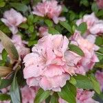 Rhododendron alabamenseFleur