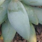 Pachyphytum fittkaui List