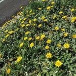 Wyethia angustifolia Fiore