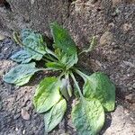 Plantago majorBlad