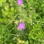 Geranium pyrenaicum Habit