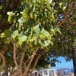 Coccoloba uvifera Fruit