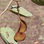 Piliostigma thonningii Φρούτο