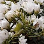 Pyrus calleryana Květ