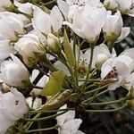 Pyrus calleryana Flower