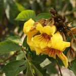 Markhamia tomentosa Blüte