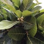 Ficus ingens Leaf
