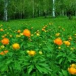 Trollius asiaticus Flower