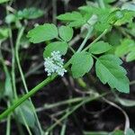 Oenanthe sarmentosa Leaf