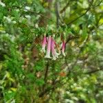 Epacris longifloraFiore