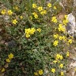 Helianthemum marifolium Blomma